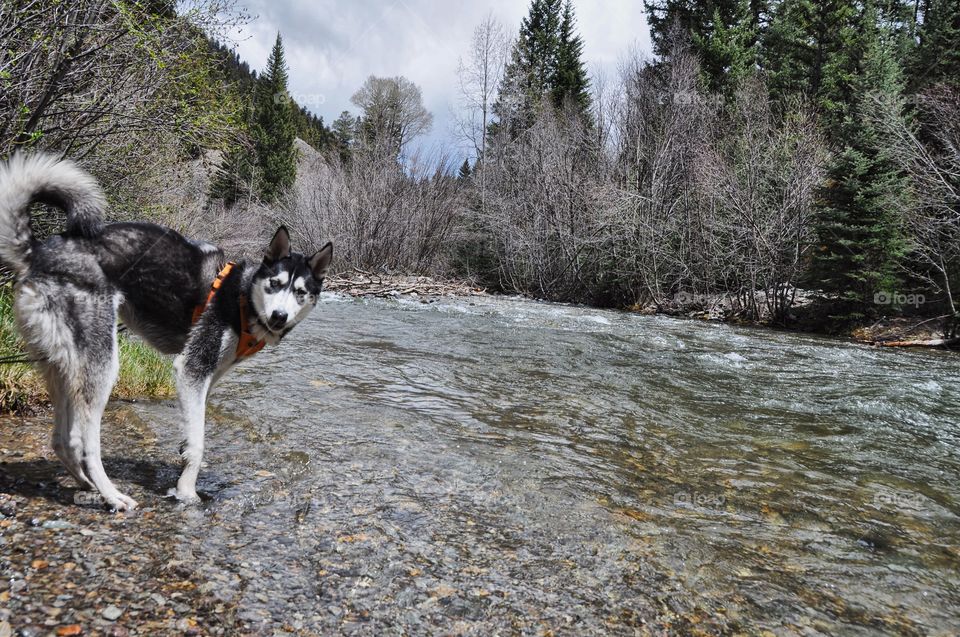 Siberian Husky enthusiastically checking out a stream on her walk in the mountains.