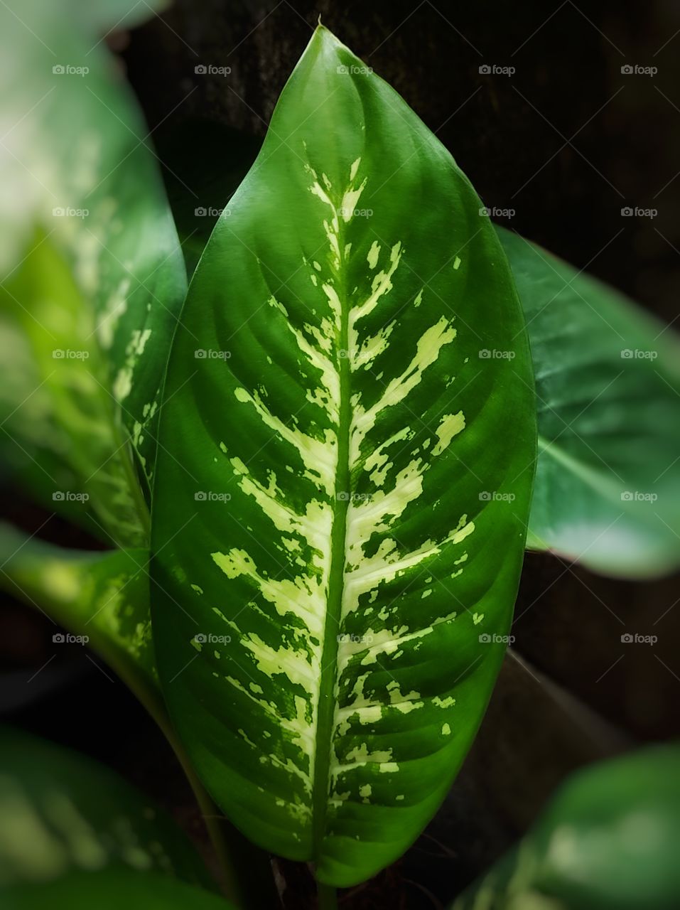 Color full leaf 🍀