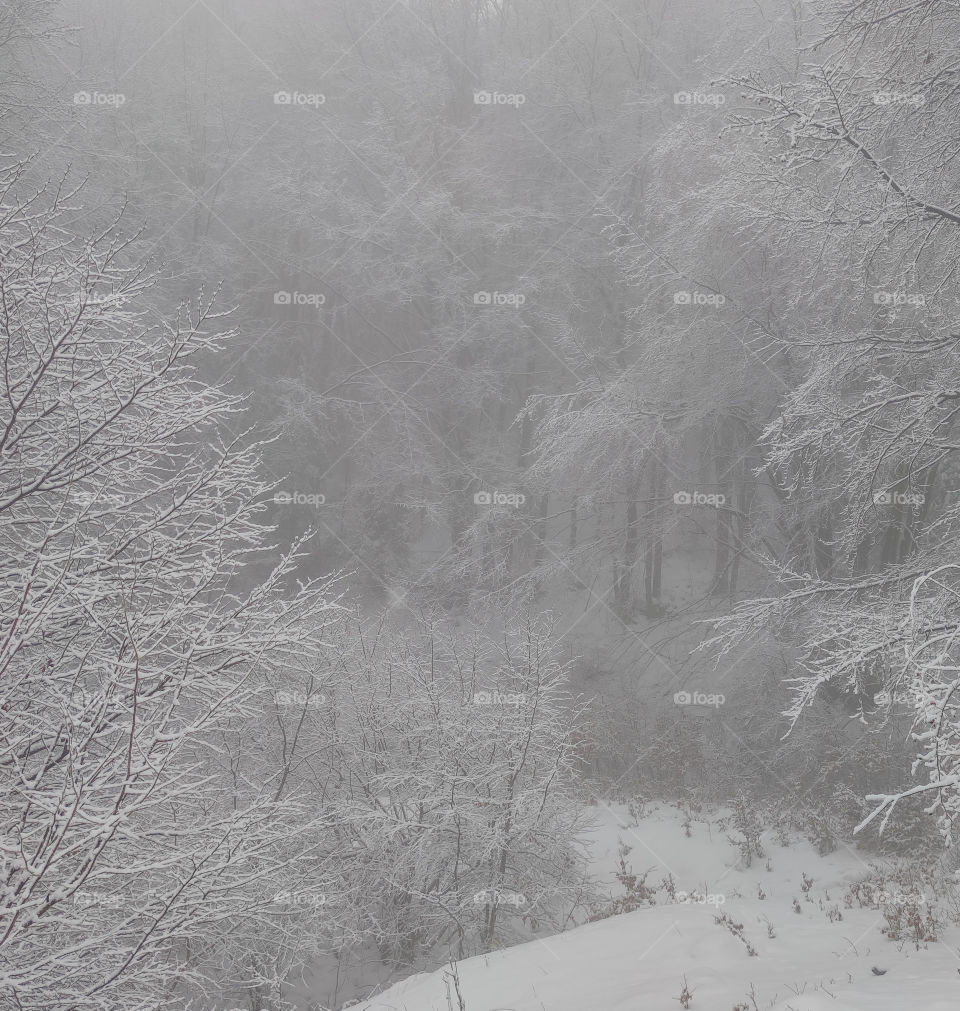 White fairy forest