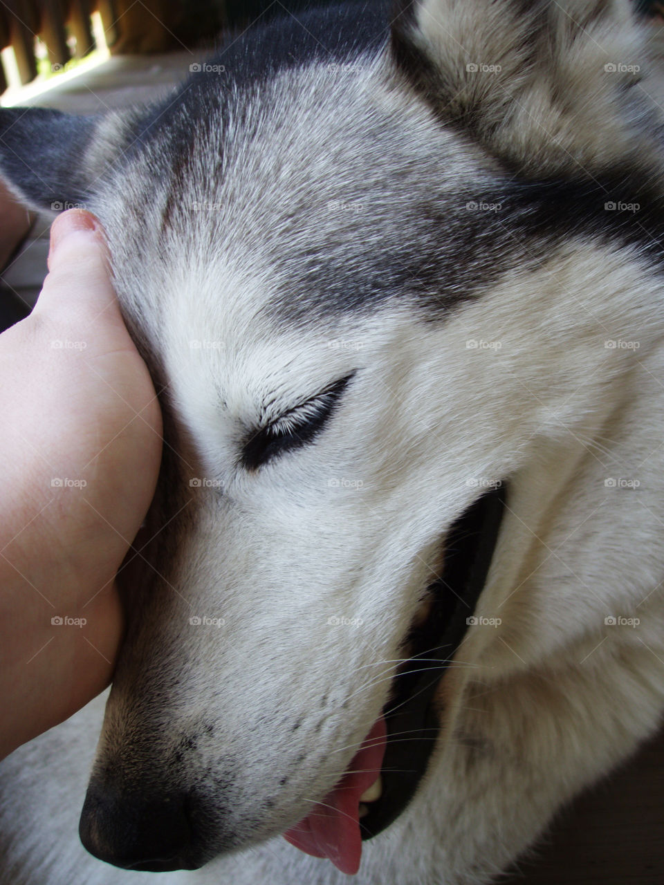 This Malamute loves getting pets!