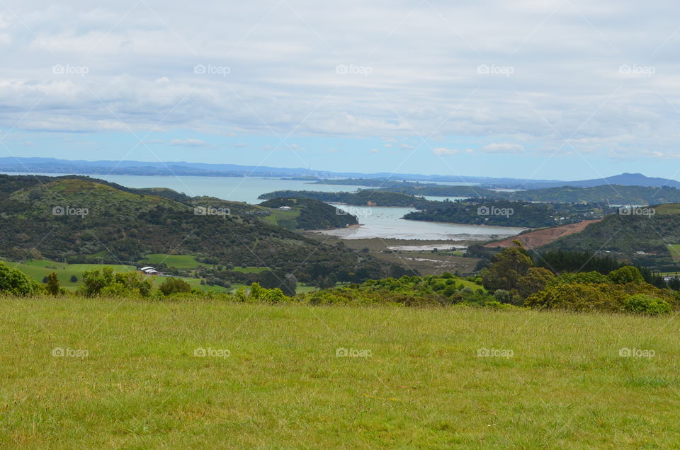 Grass in  Waiheke 