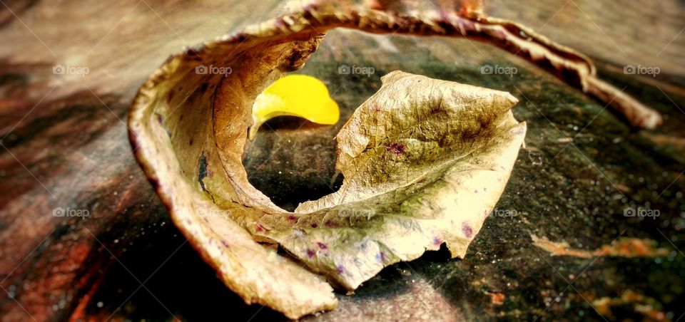 dry autumn leaves