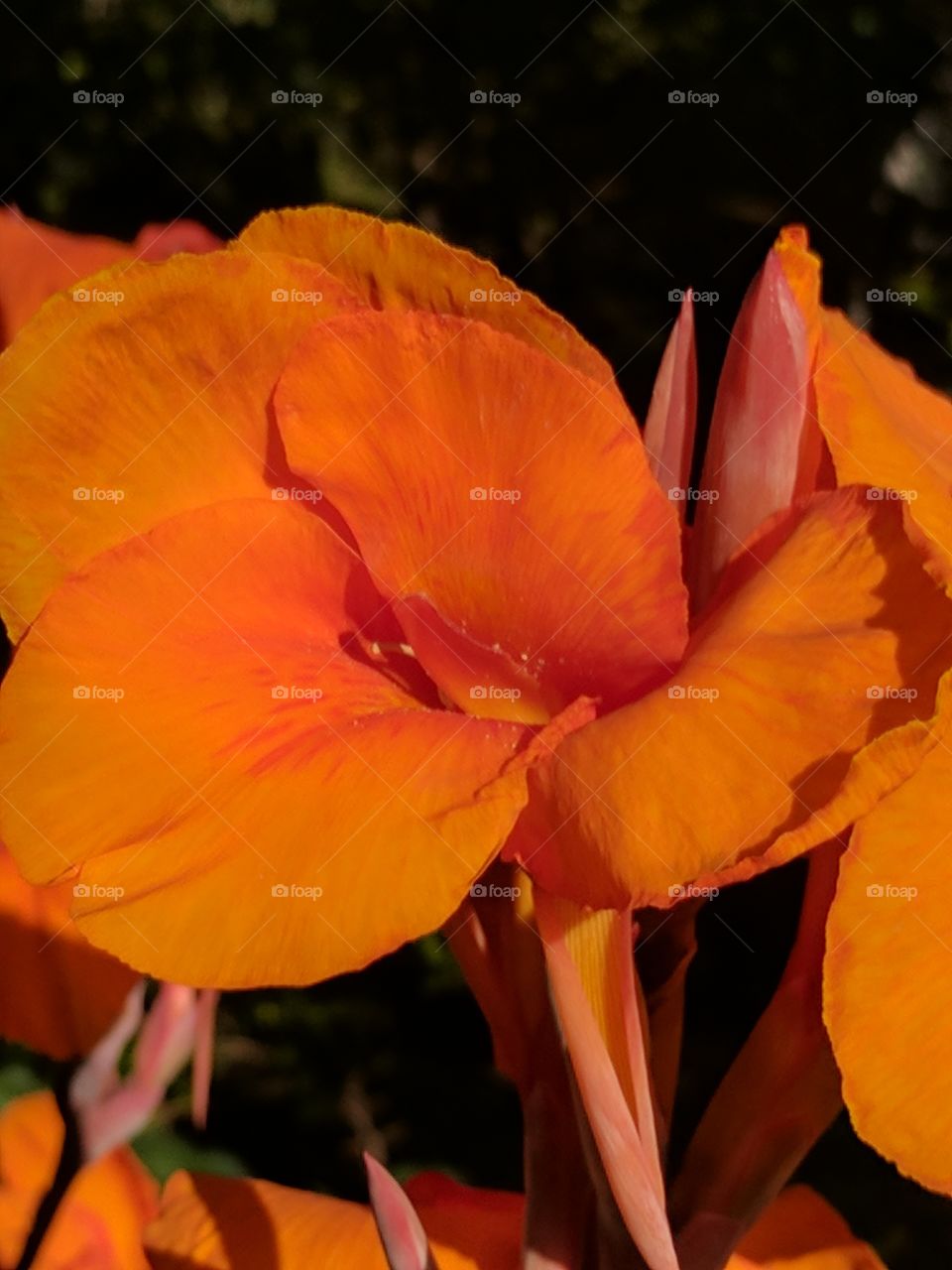 Canna x generalis close up