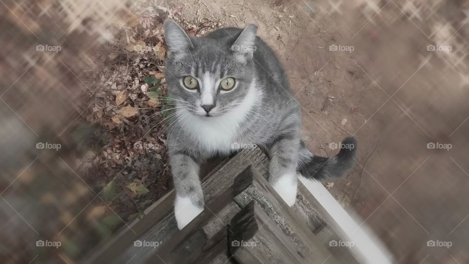 "Cyclone" Kitty. Our gorgeous grey (blue)and white, with hints of cream female tabby cat that has beautiful walnut shaped hazel eyes. She LOVES to climb up and down the balcony to enjoy the great outdoors. She gets to enjoy all the sun baths she wants with no worries of grand-kittens! ;)