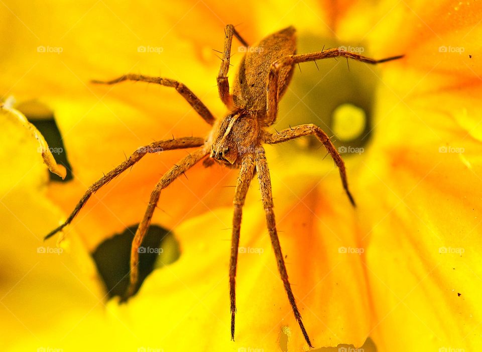 The Colors of Autumn, Brown spider on a Yellow Flower