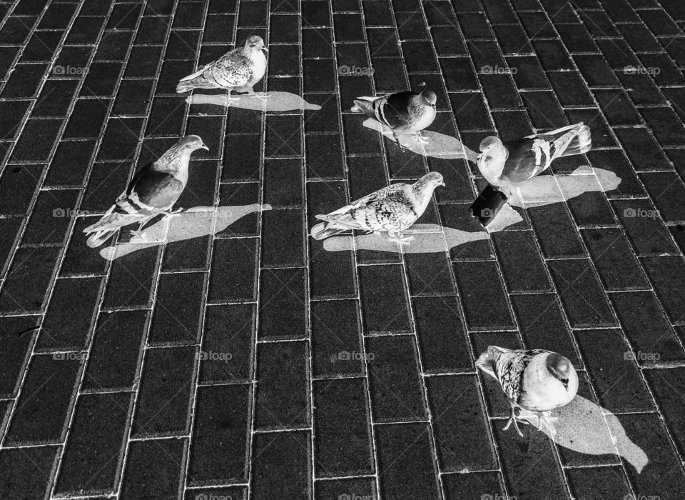 Inverted pigeons