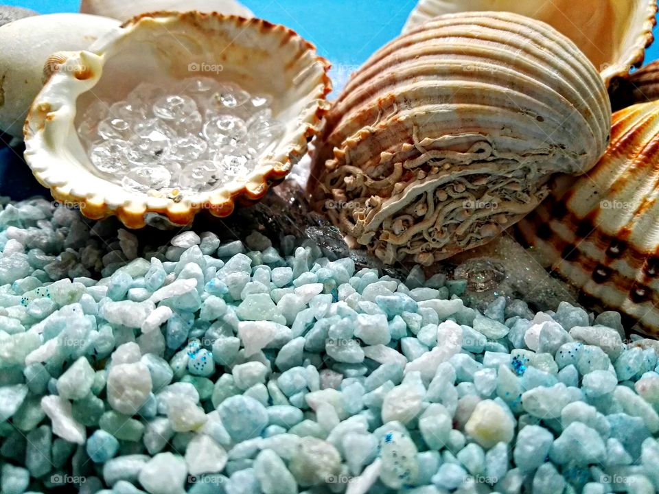 Sea shells on stones