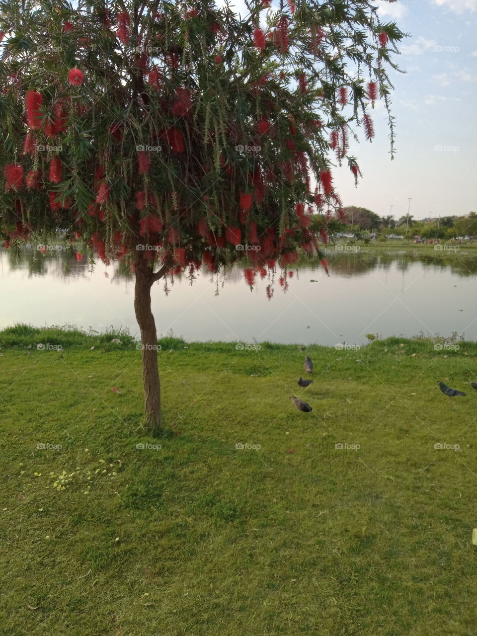 O Encanto das flores