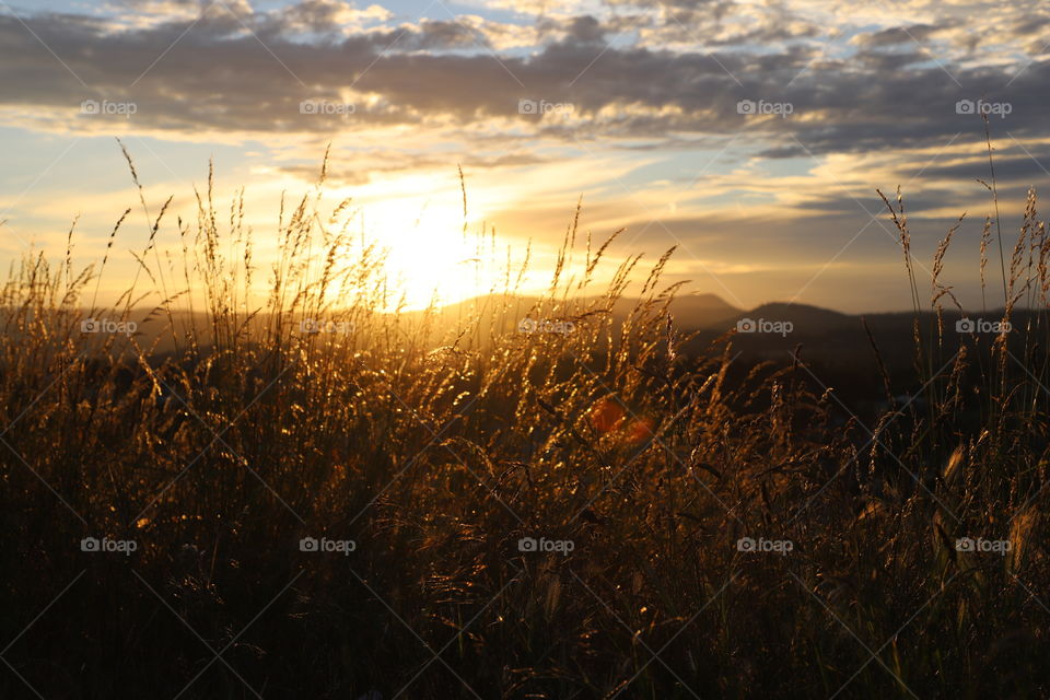 Summer sunset casting gold on the field 