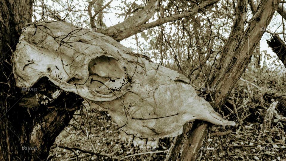 skull in a tree?