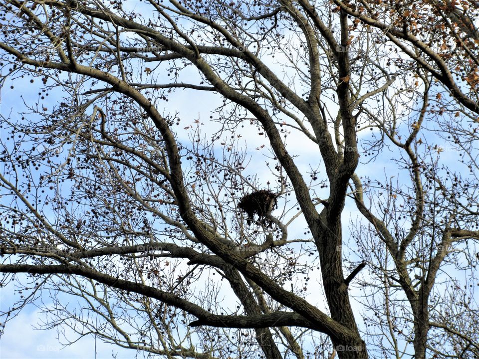 abandoned nest