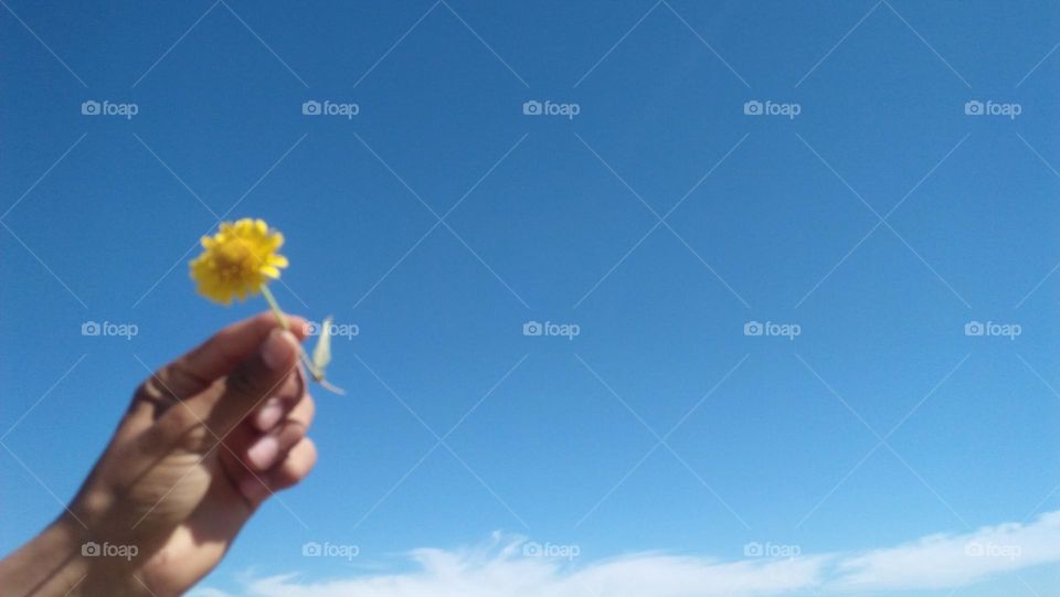 Beautiful yellow flower holding by hand.