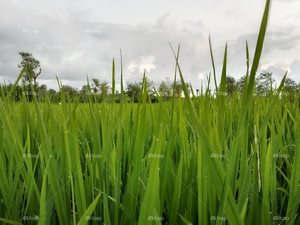 green rice plants that thrive in the fields.
