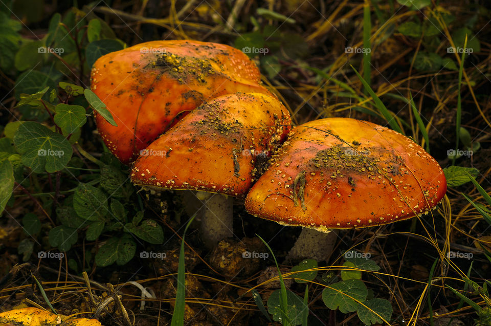 fungus