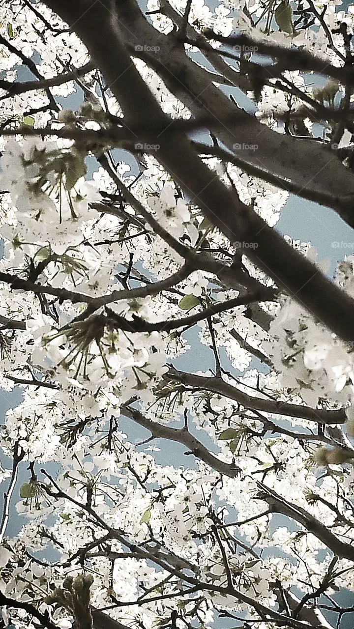 Spring One