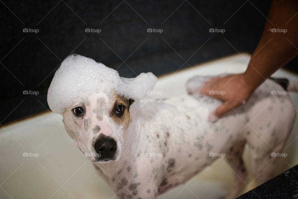 A person bathing dog in bathroom