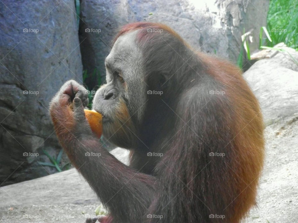 animal portrait eating ape by Balloo
