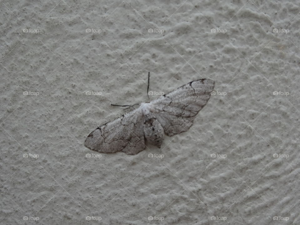 A white, black, and grey moth blending into the side of a textured building in Guayaquil, Ecuador. 
