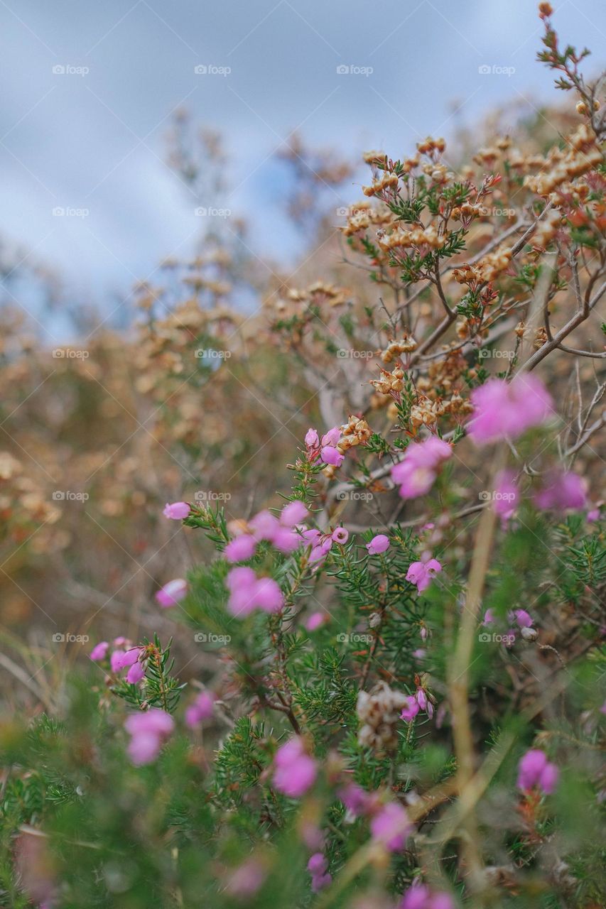 close-up wild flowers