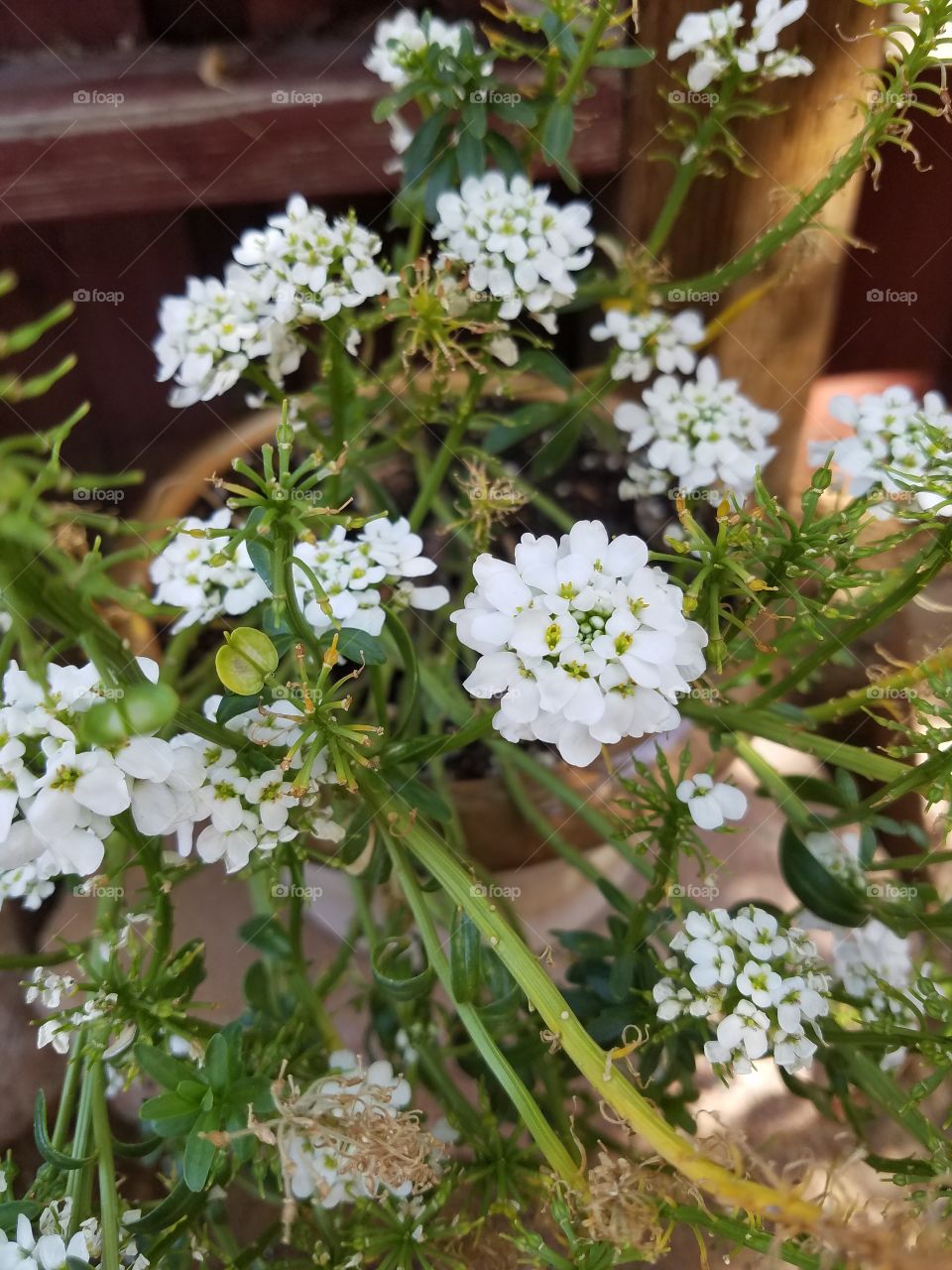 flower in the garden