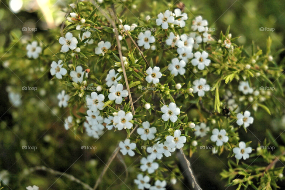 Jasmine 
Springs 
California Flowers