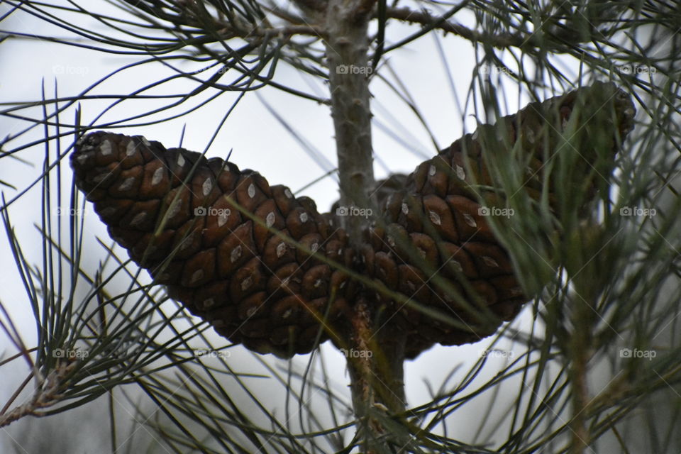 winged pinecone