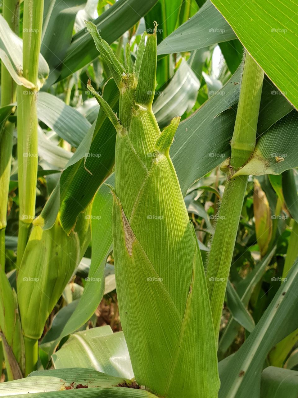 Corn plant from the corn fields 