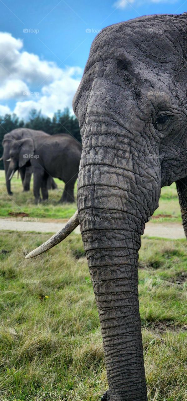 Walking and touching elephants in Knysna, South Africa