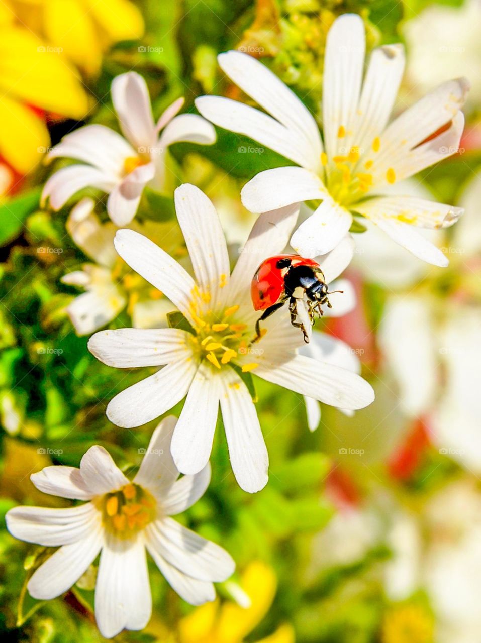 Ladybug