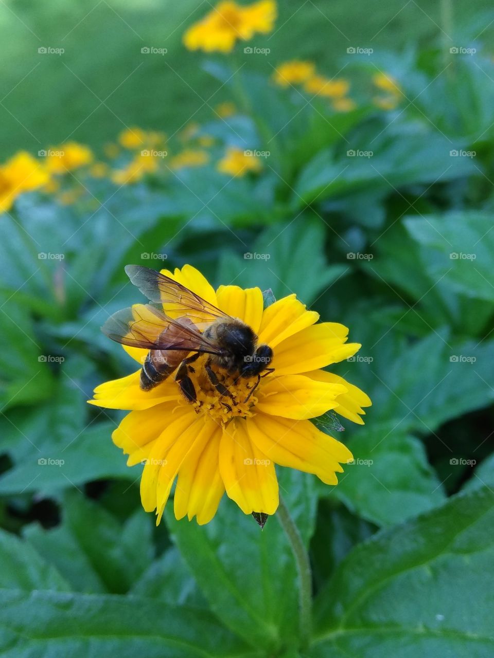 Sunflower Bees