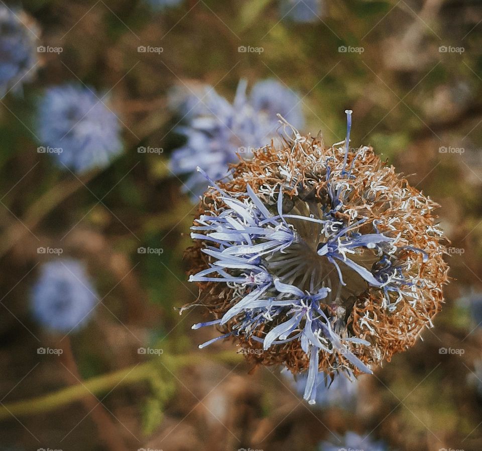 The last blue flower in late autumn