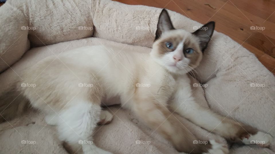 Sable Point Siamese Cat