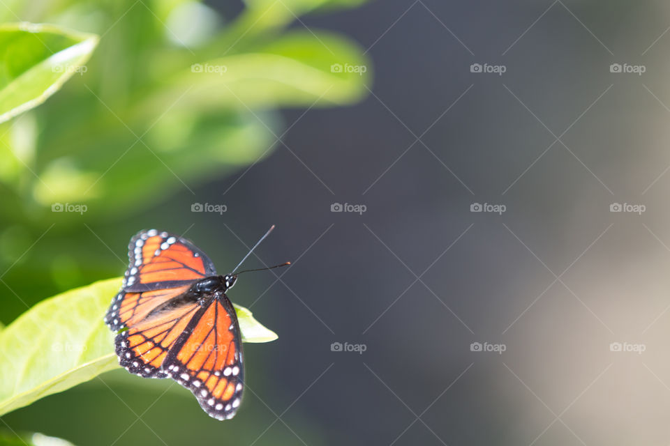 Butterfly, Insect, Nature, No Person, Invertebrate