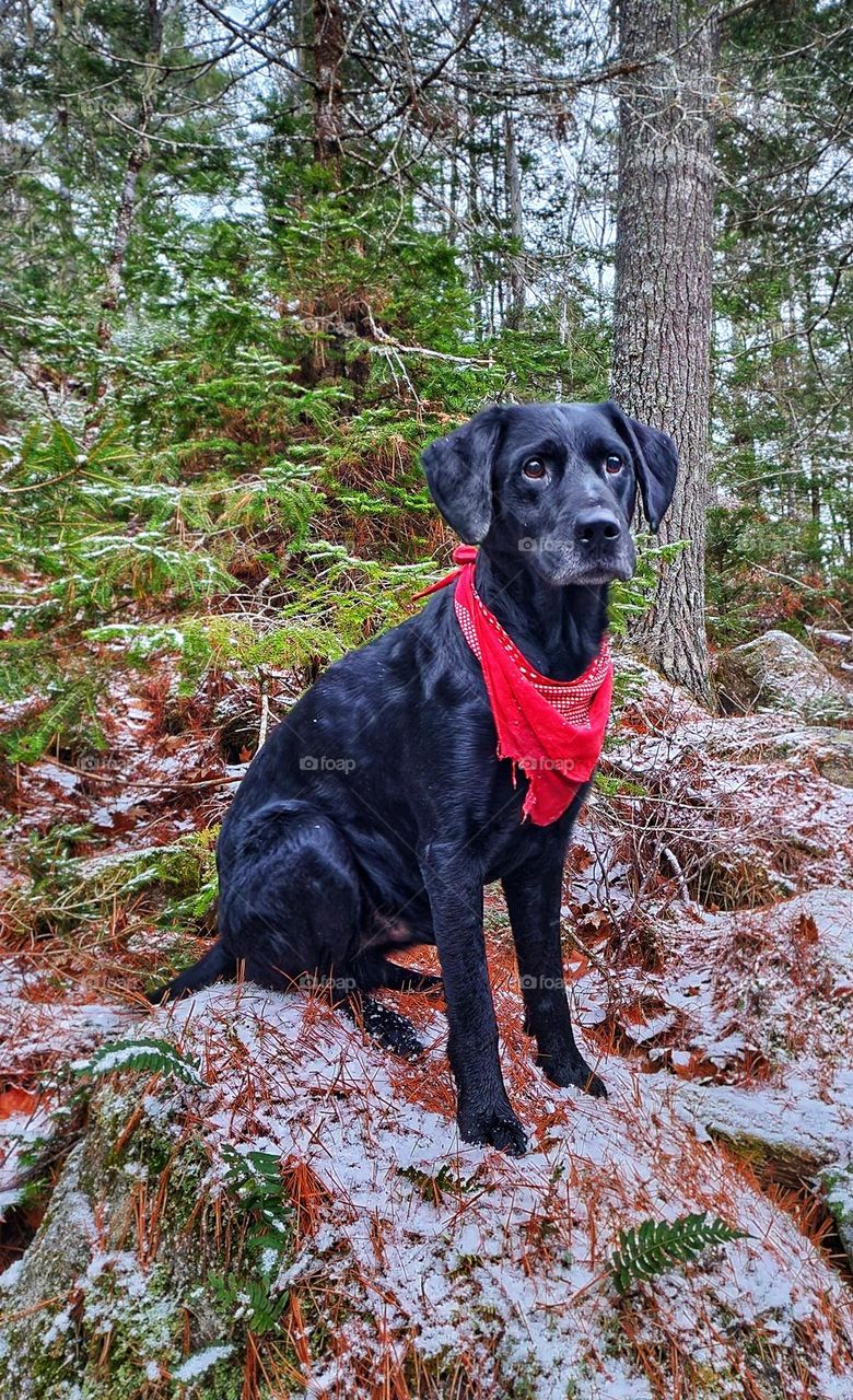Black lab posing in a slightly snow covered forest.