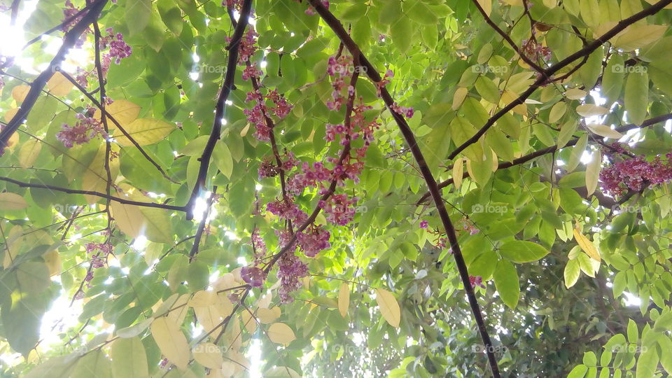 yellow. carambola