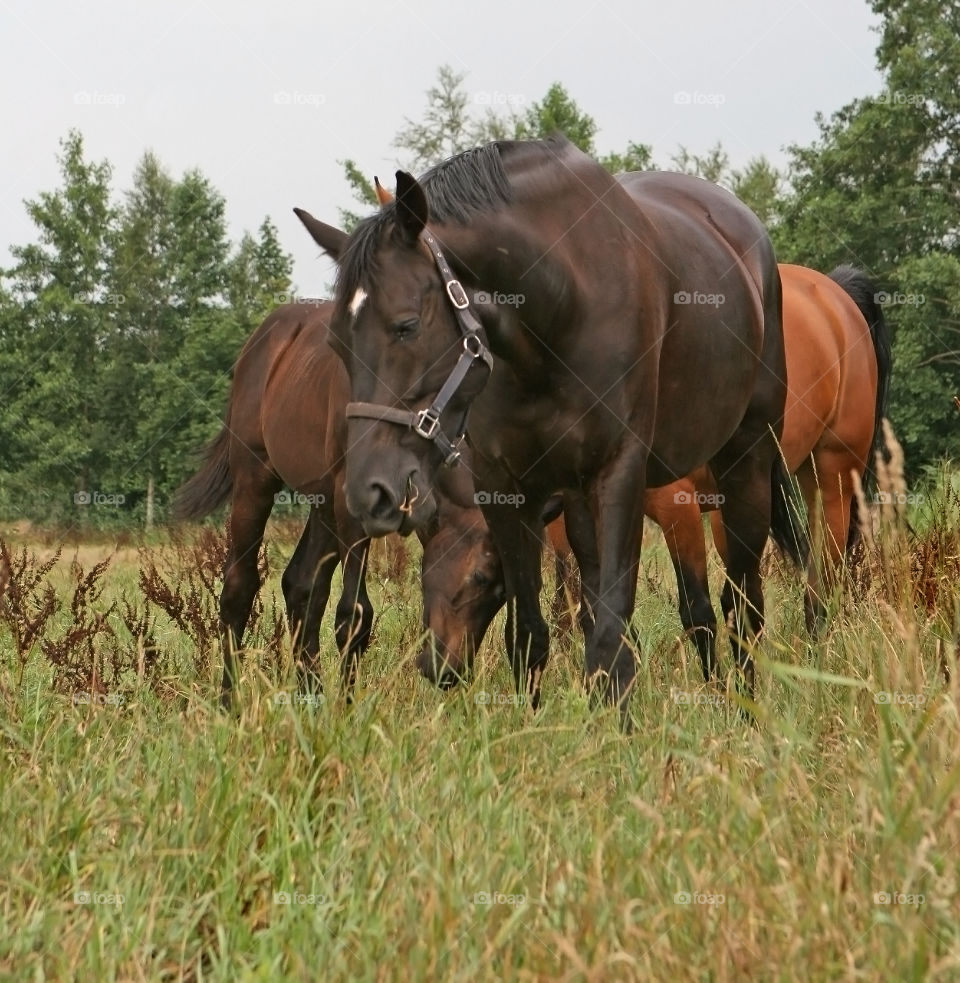 Mammal, Horse, Grass, Pasture, Farm