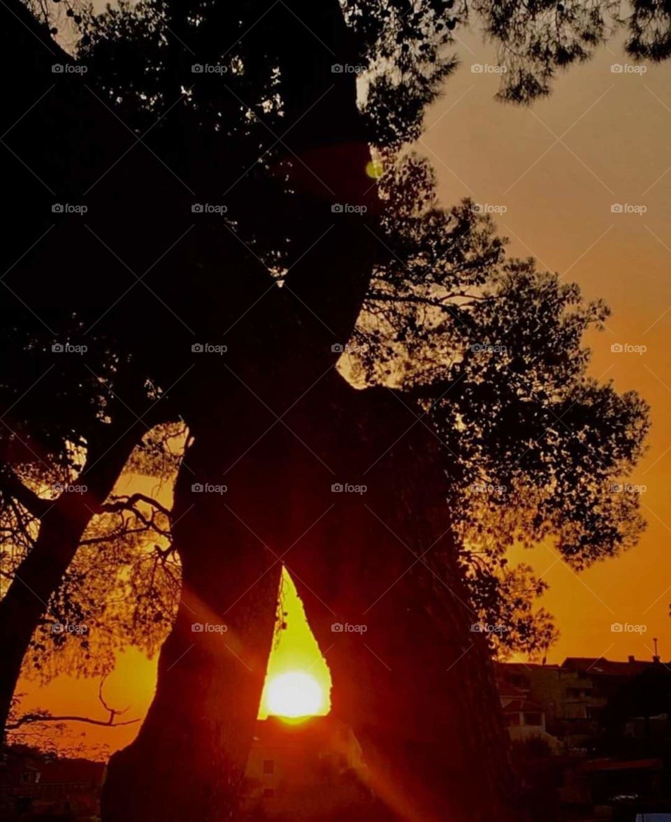 Sun between the trees