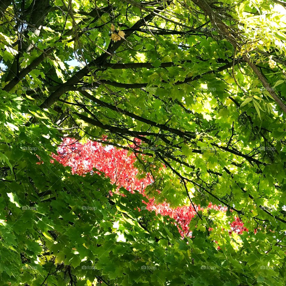 A view of bright red maple leaves in their bright fall colors seem through a frame of green maple leaves that have not changed yet.