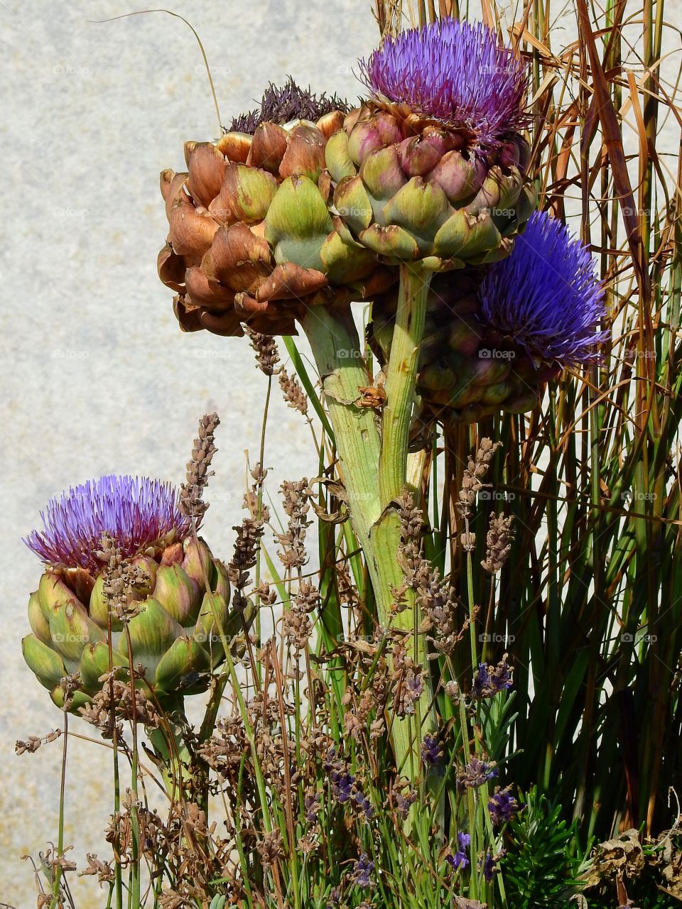 Artichoke blooming