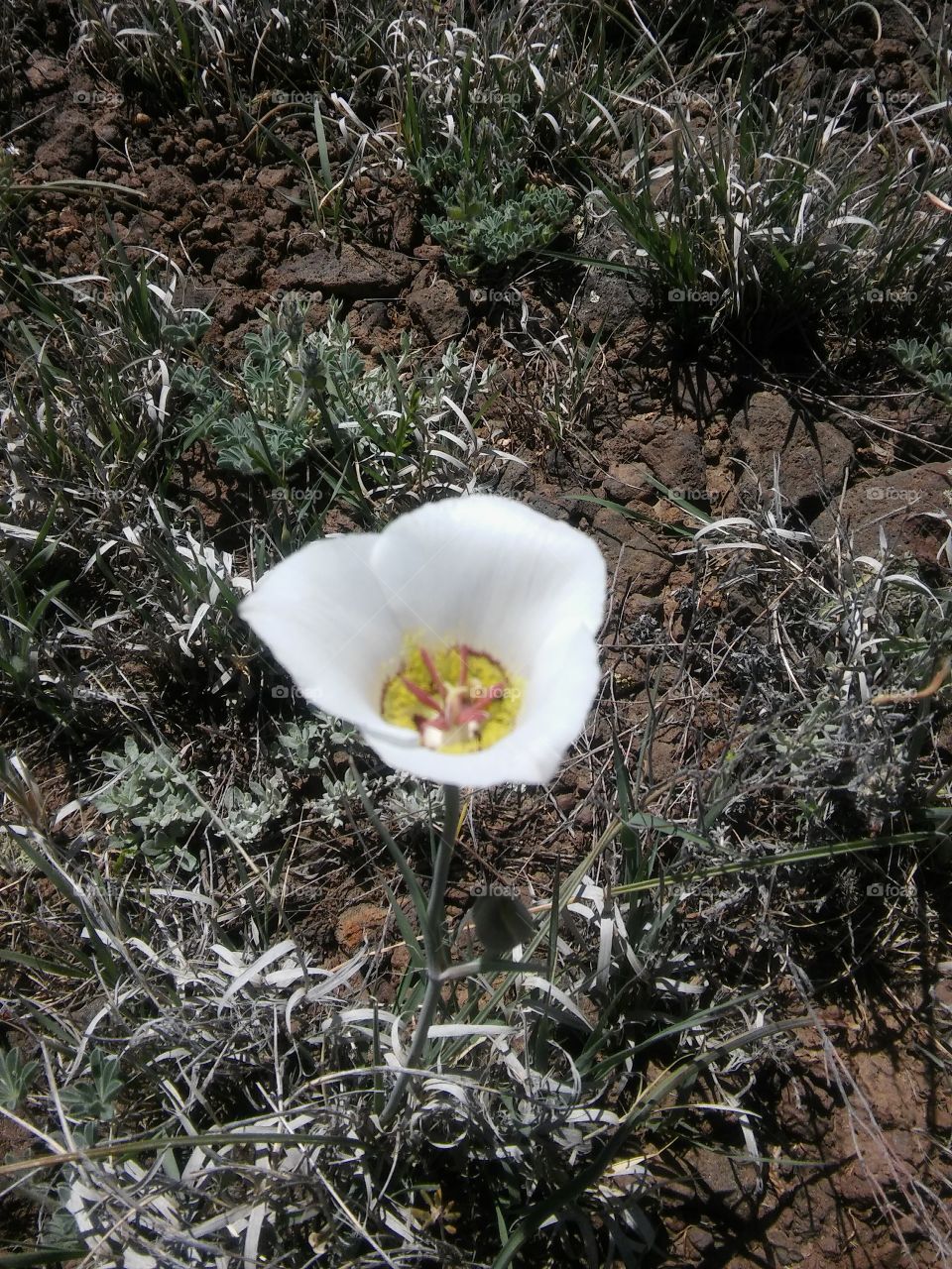 Desert Poppy. alone.-Ashfork