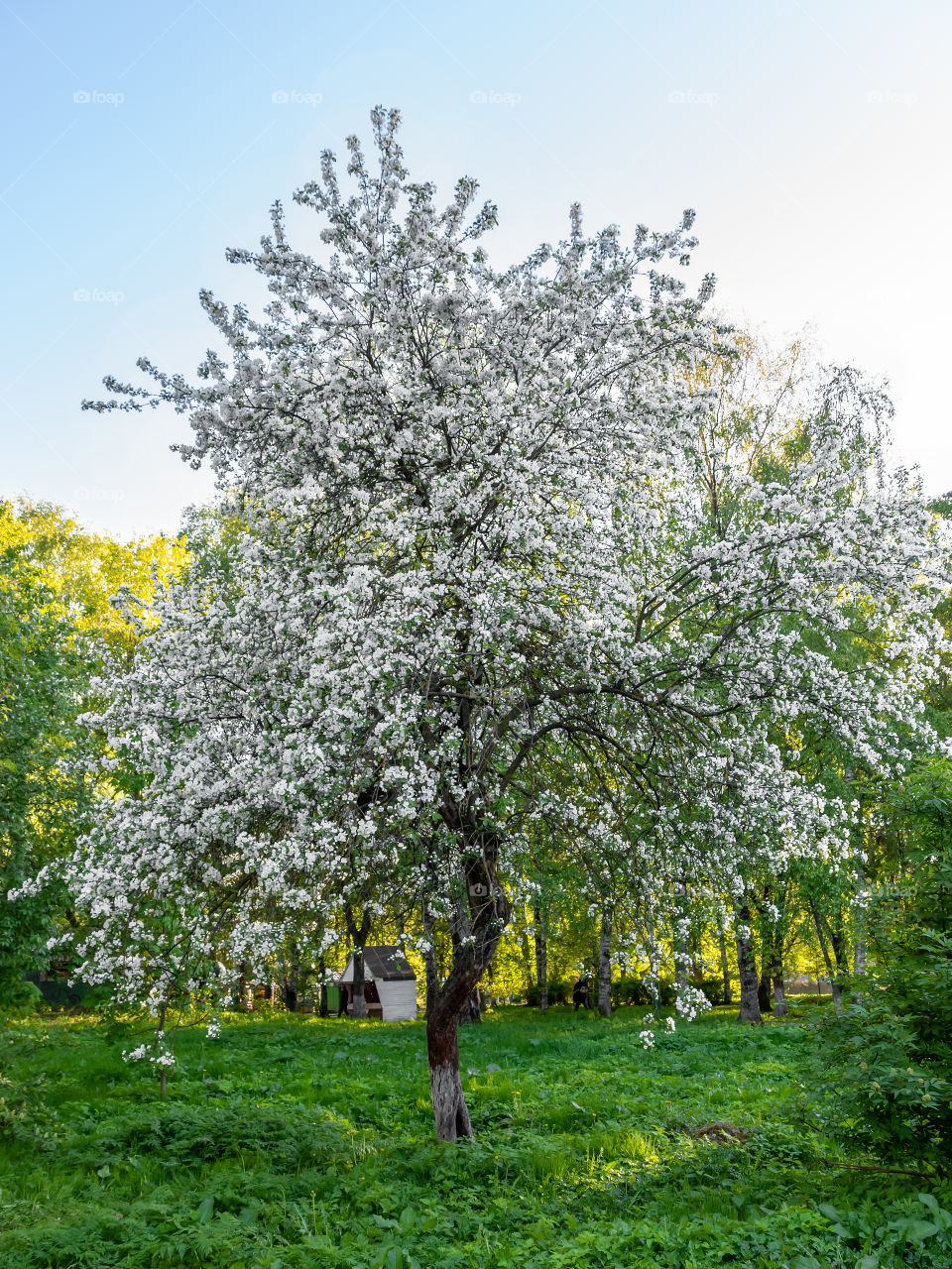 Beautiful blooming apple tree with a lot of white flowers in the park of Vologda, Russia