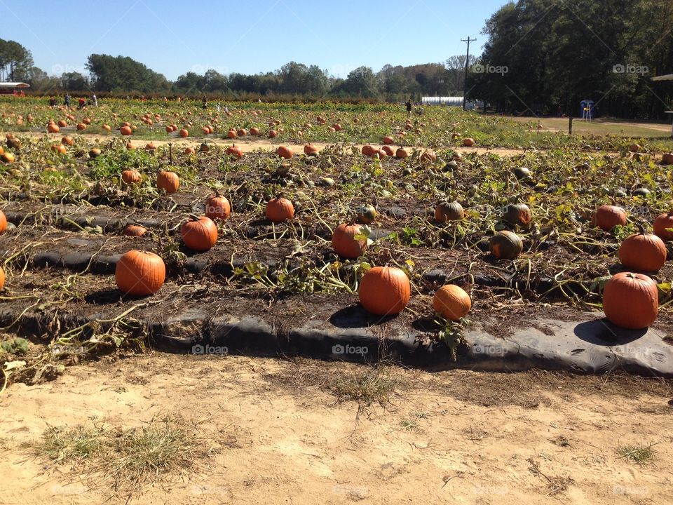 Pumpkin patch.