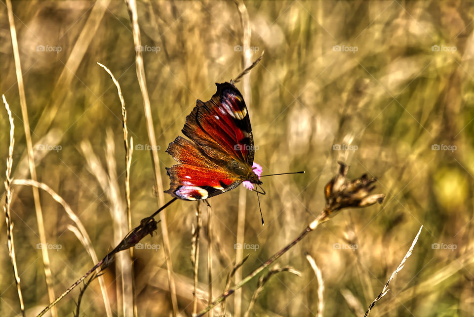 Butterfly