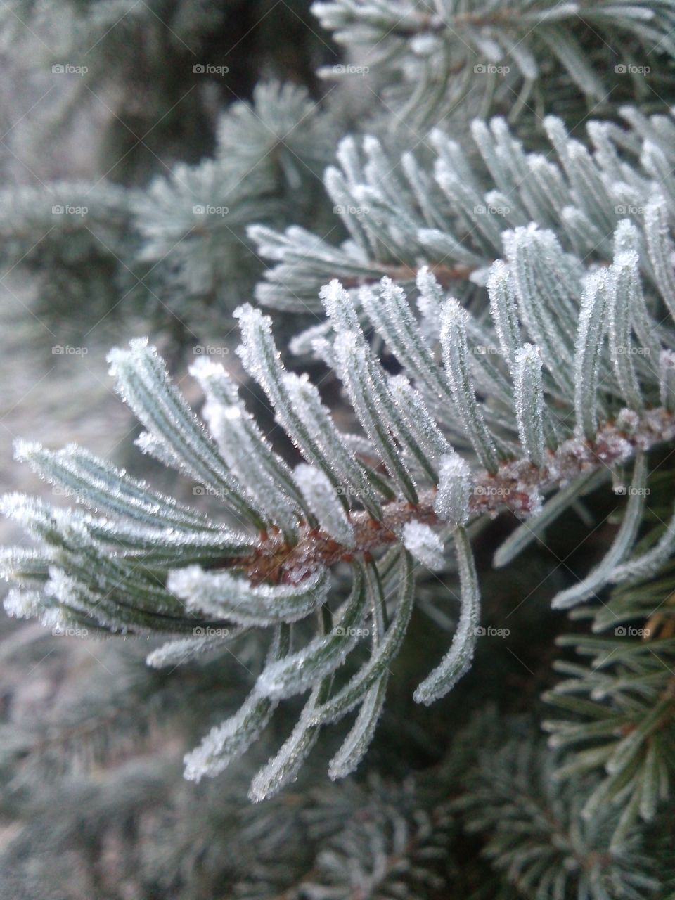 frosty morning