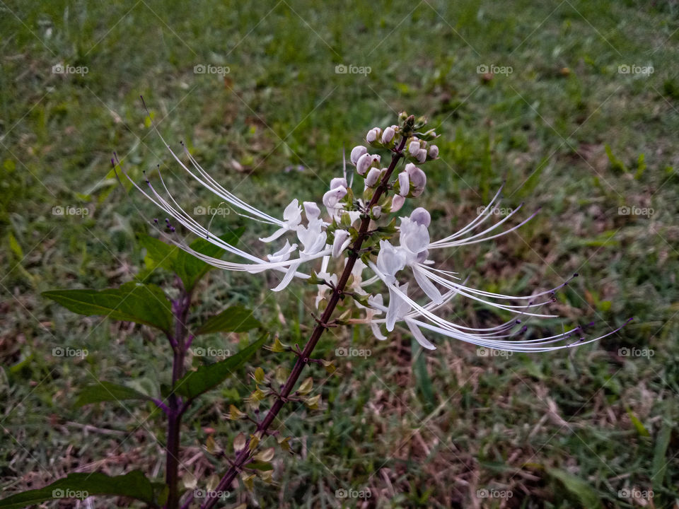 Orthosiphon aristatus Flower