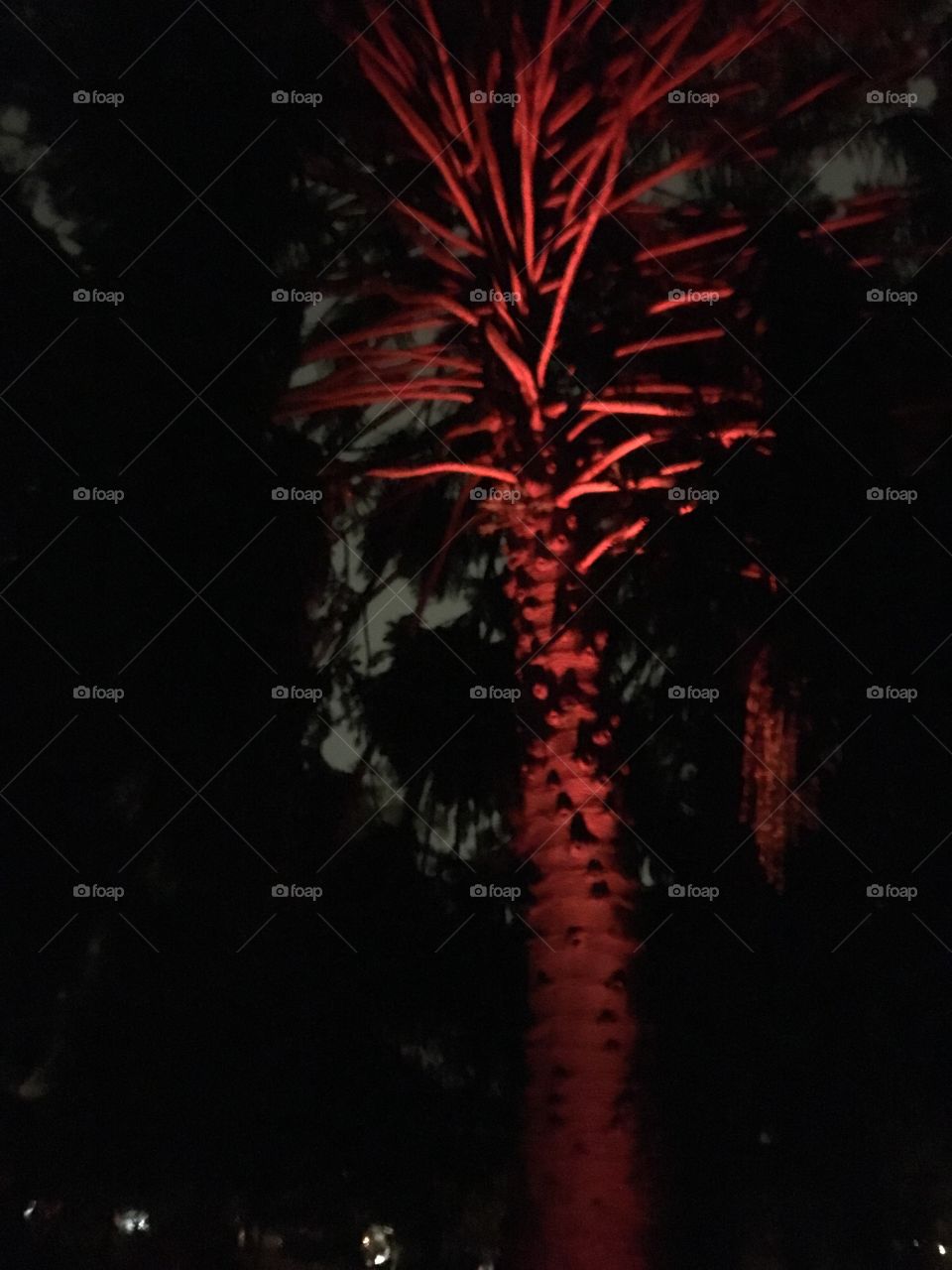 Red light illuminating a palm tree 