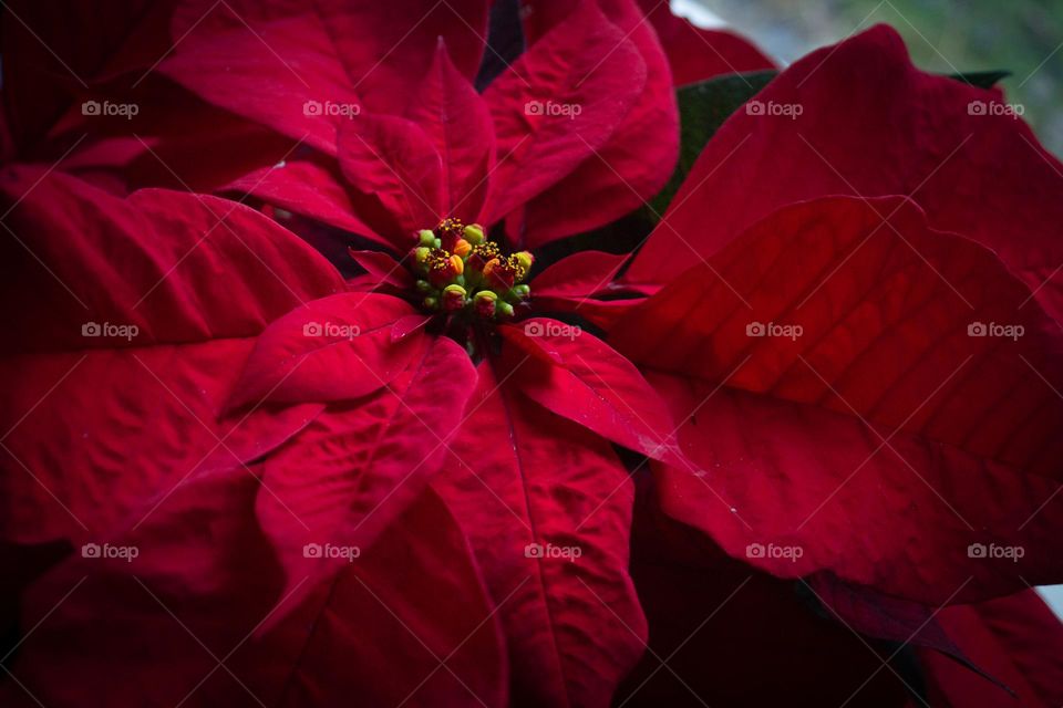 Beautiful Christmas! Vibrantly deep red poinsettia leaves in the window on a rainy day.