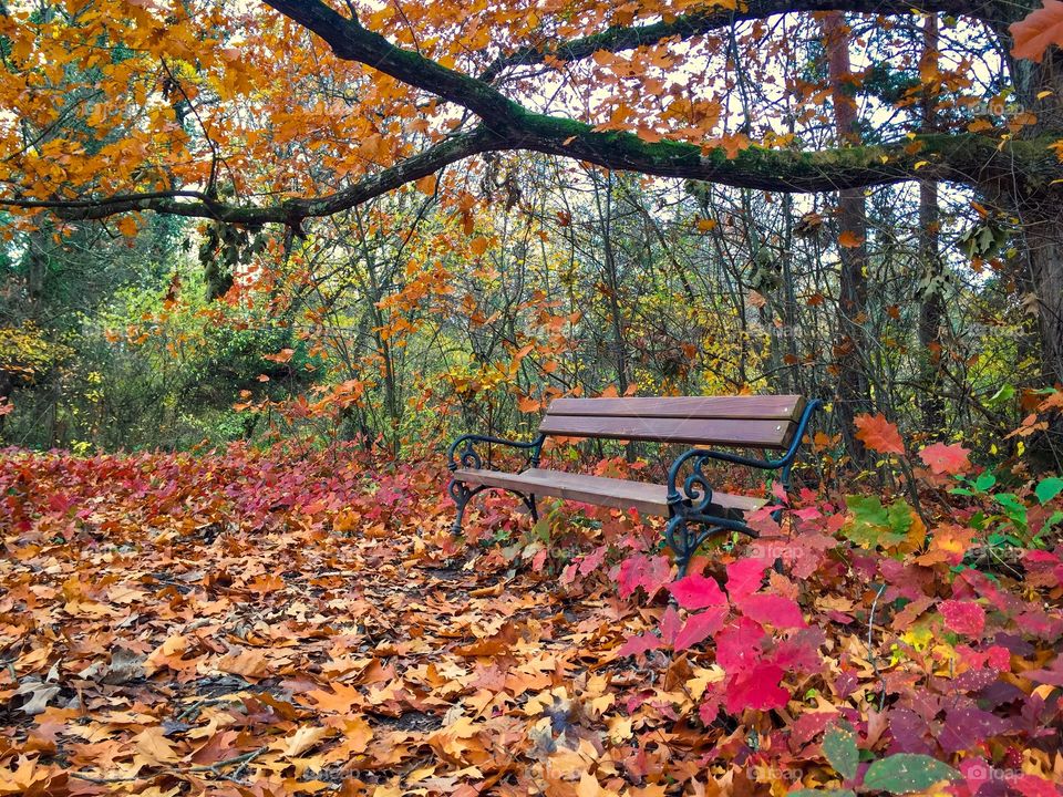 Empty wooden bench in the forest surrounded by autumn trees and red autumn leaves fallen on the ground