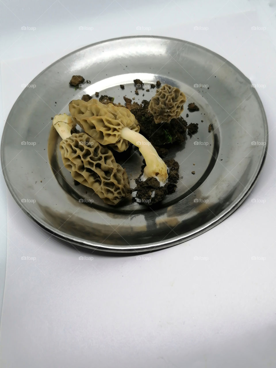 Rare Morchella or true morels or popularly called guchhi in India. These edible fungi grown naturally in Himachal, kashmir or Himalayas forest, lot of medicinal value and its selling prize very high, space for writing in bottom.