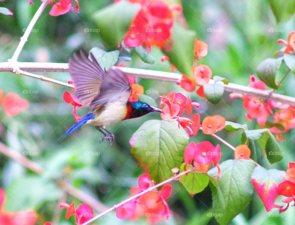 flying bird in the tree